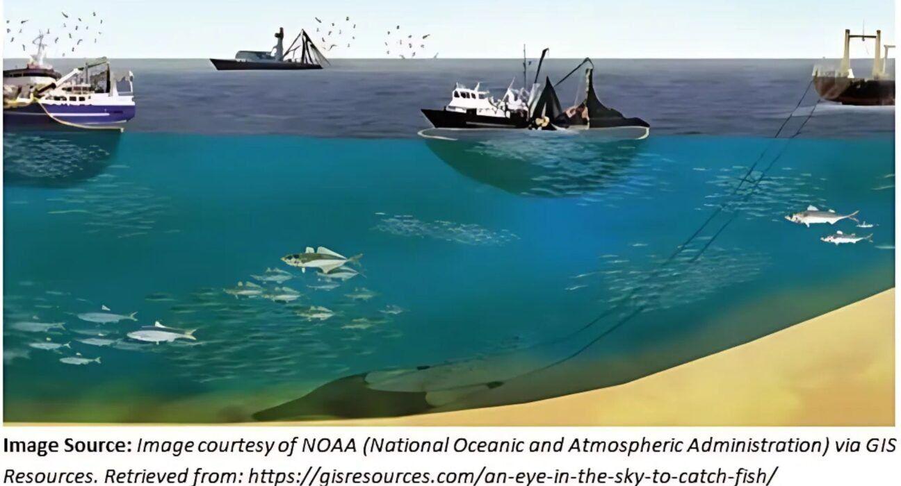 Harnessing Ocean Data for Smarter Fishing