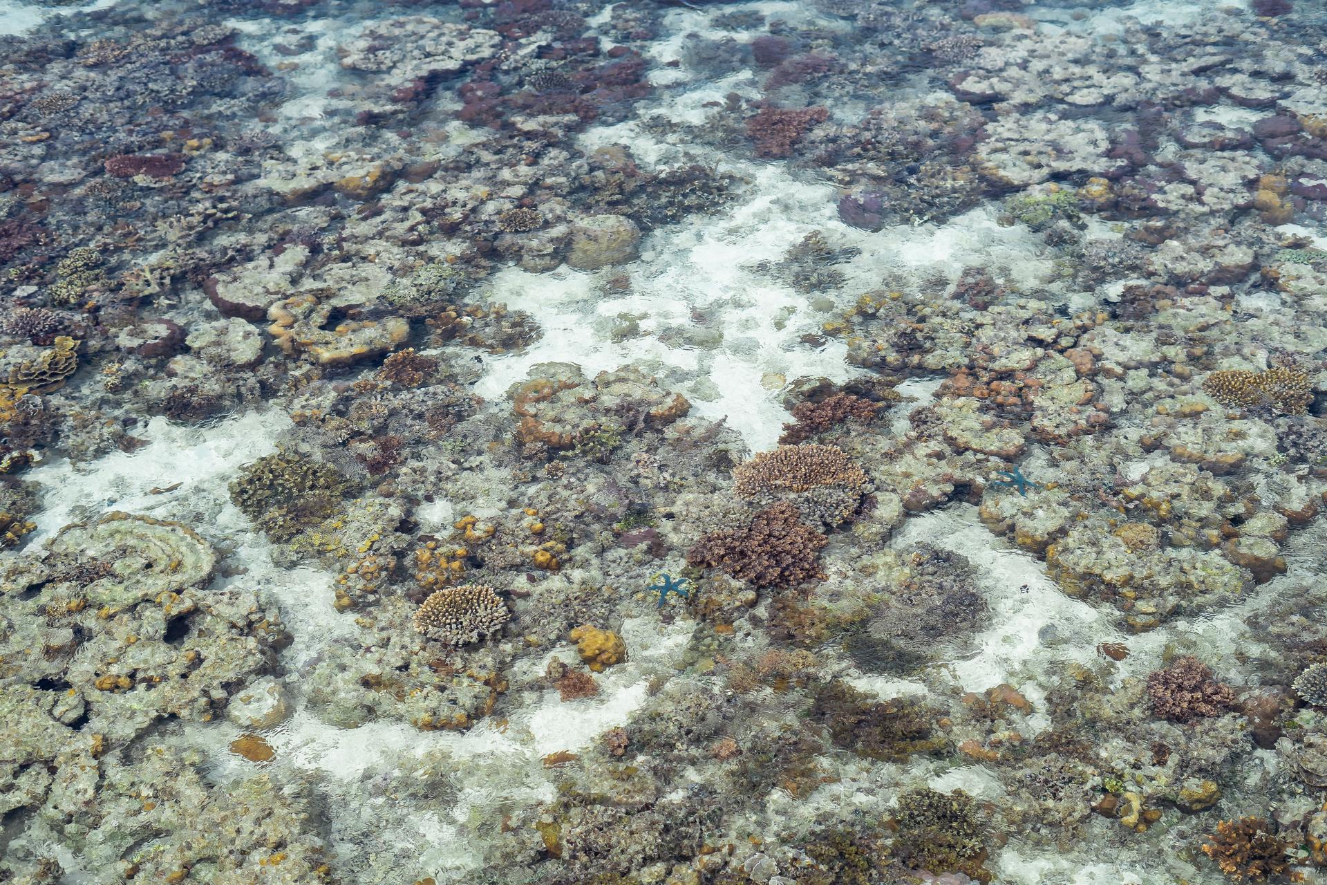 Beneath the Ocean Surface lies a Protector, a Provider, and a World Worth Protecting: Understanding the significance of Coral Reefs