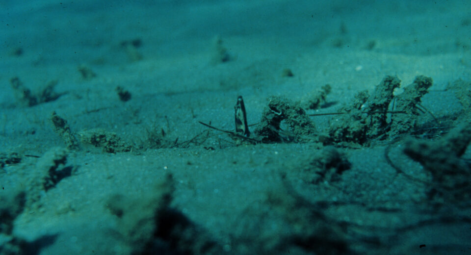 Sediment