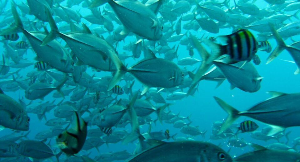 FishSchool