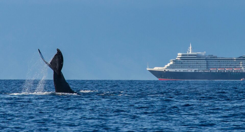 whale