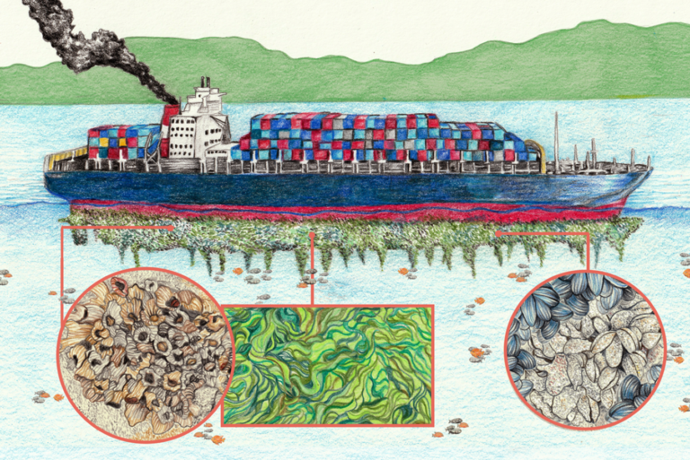 Biofouling on hulls